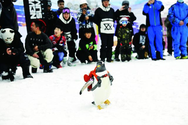 “淘學(xué)企鵝”新動作 全球最大室內(nèi)滑雪場玩快閃